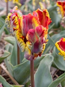 Tulipa Parkiet Rasta Parrot